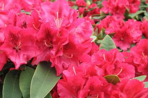 Rhododendron Hybride 'Wilgen`s Ruby'