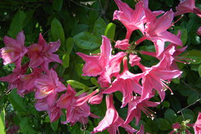 Rhododendron 'Jolie Madame'