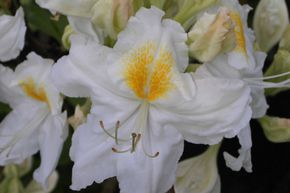 Rhododendron 'Schneegold' (Knap-Hill Azalee)