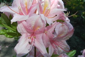 Rhododendron 'Soir de Paris'