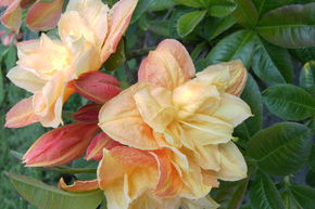 Rhododendron luteum 'Csardas' (Knap-Hill Azalee)