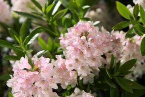 Rhododendron migranthum 'Bloombux'