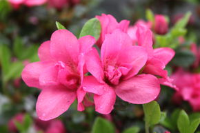 Rhododendron obtusum 'Rokoko'