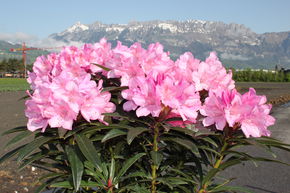 Rhododendron ponticum 'Graziella'