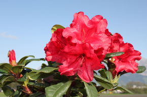 Rhododendron repens 'Scarlet Wonder'