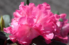 Rhododendron yakushimanum 'Anuschka'