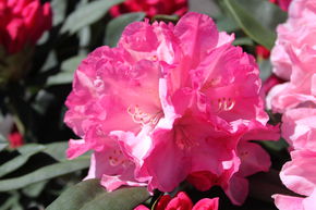Rhododendron yakushimanum 'Pink Cherub'