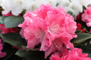 Rhododendron yakushimanum 'Tina Heinje' INKARHO