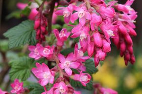 Ribes sanguineum 'Pulborough Scarlet' 