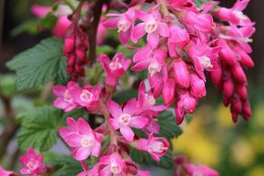 Ribes sanguineum 'Pulborough Scarlet' 