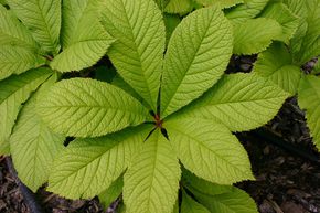 Rodgersia aesculifolia