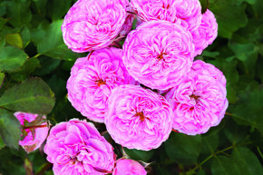 Rose 'Allure Winterjewel'