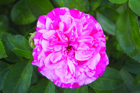 Rose 'Gaudy Pixie'