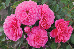 Rose 'Raspberry'