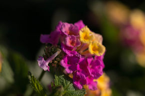 Rosa Wandelröschen