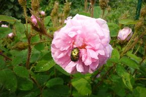 Rosa centifolia muscosa