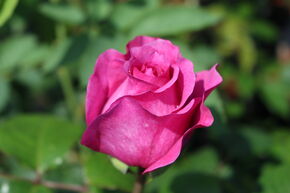 Rose Sense of Love 'Adore Aroma'