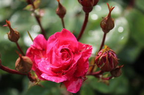 Rose 'Alexander MacKenzie'