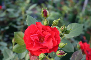 Rose Allotria