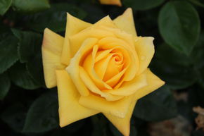 Rose Arthur Bell
