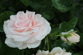 Rose 'Aspirin'