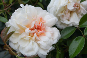 Rose 'Auguste Gervais' 