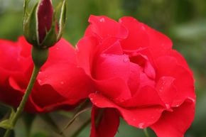 Rose Black Forest Rose