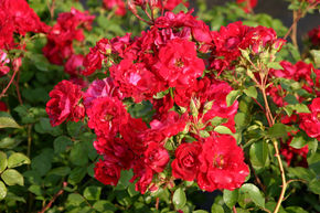 Rose 'Champlain'