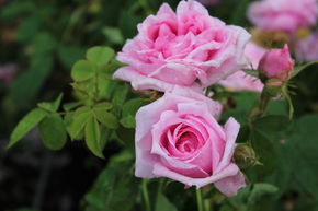 Rose 'Comte de Chambord'