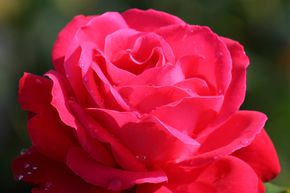 Rose Dame de Coeur