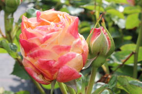 Rose 'Dolce Vita'