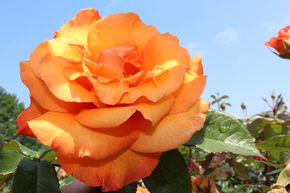 Rose Doris Tysterman