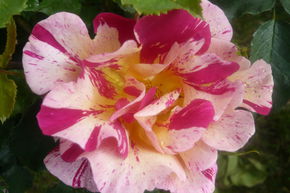 Rose 'Edgar Degas'
