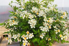 Rosa Galaxy 'Arcturus' - kleinbltige weiss blhende Balkonrose
