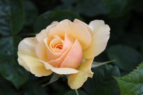 Rose Gene Tierney ®