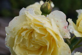 Rose 'Golden Sun' - Bodendeckerrose