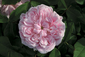 Set mit 4 rosafarbenen Rosen für einen Duftrosengarten
