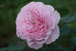 Rose 'James Galway'
