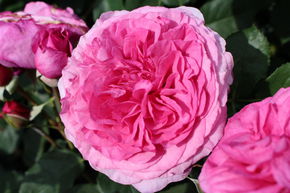 Rose 'Kaffe Fassett'
