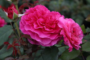 Rose 'Kaffe Fassett'