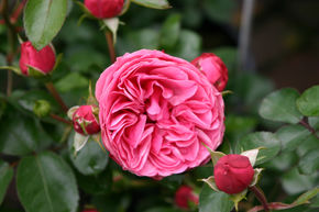 Rose Leonardo da Vinci