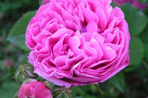 Rose 'Louise Odier'