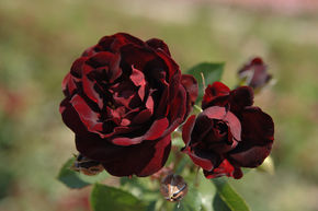 Rose 'Malicorne'