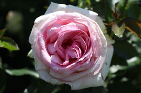 Rose 'Meine Rose'