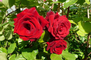 Rose 'Messire Delbard'