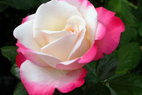 Rose Nostalgie