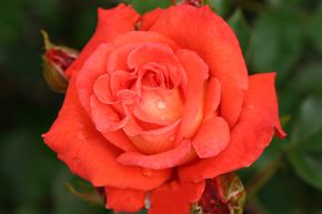 Rose Orange Delight