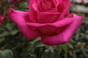 Rose Parole®