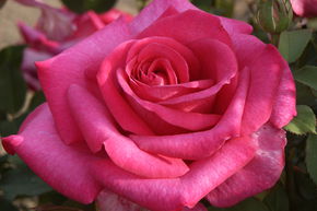 Rose Parole
