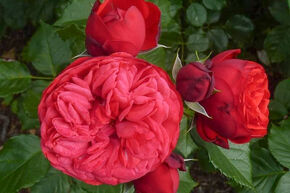 Rose Piano